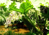 GUNNERA