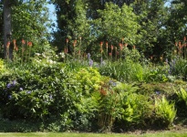 OSMUNDA REGALIS ET KNIPHOFIA