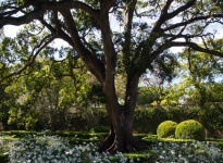 JARDIN BOTANIQUE ROYAL A AJUDA