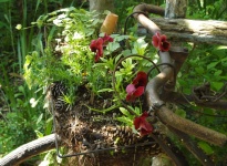 JARDIN DE LA POMME D AMBRE