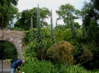 50-MALAHIDE-DEMESNE-TALBOT-BOTANIC-GARDEN