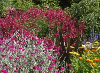 LYCHNIS CORONARIA, PENSTEMONS, PHORMIUM