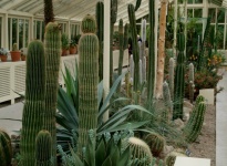 NATIONAL BOTANIC GARDENS GLASNEVIN