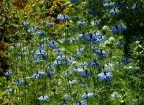 NIGELLE DE DAMAS