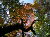 FORET DE BUSSACO