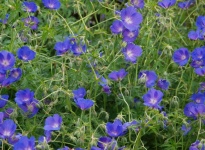 GERANIUM ORION