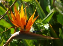 JARDIN BOTANIQUE HANBURY