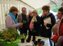 DEMONSTRATION DE BOUTURAGE