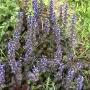 Ajuga reptans