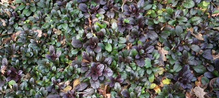 Ajuga reptans