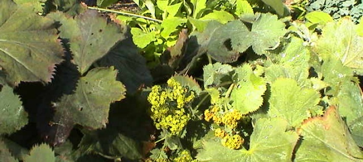 Alchemilla mollis