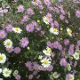 Aster Cordifolius 