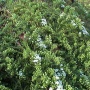 Aster Cordifolius 