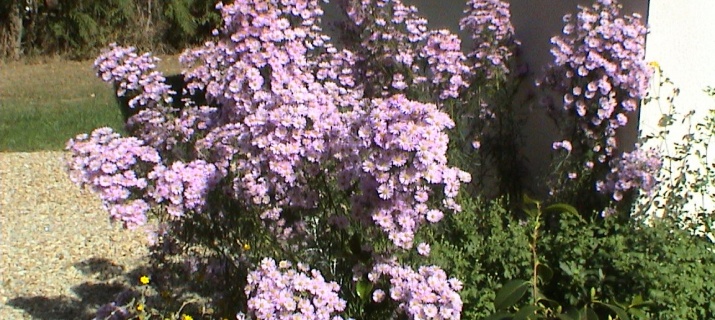 Aster Cordifolius 