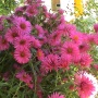 Aster Cordifolius 