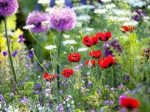 Conférence : Comment créer et gérer un beau jardin avec des solutions naturelles