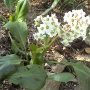 Bergenia Cordiflia