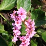 Bergenia Cordiflia