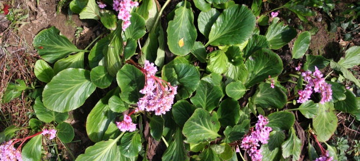 Bergenia Cordiflia