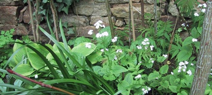 Brunnera Macrophylla