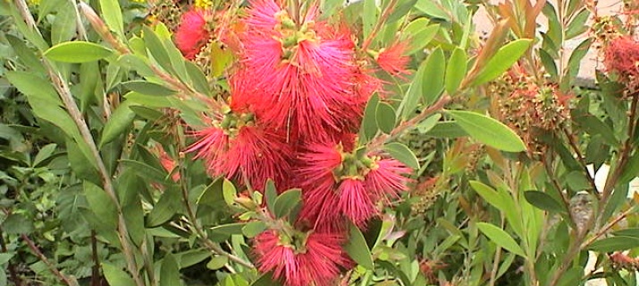 Callistemon