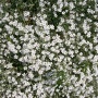 Cerastium Tomentosum