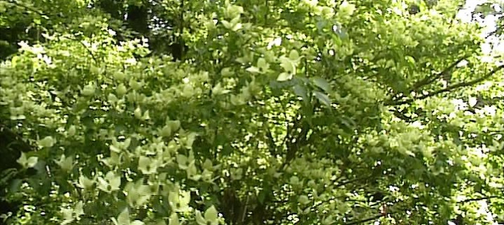 Cornus Kousa