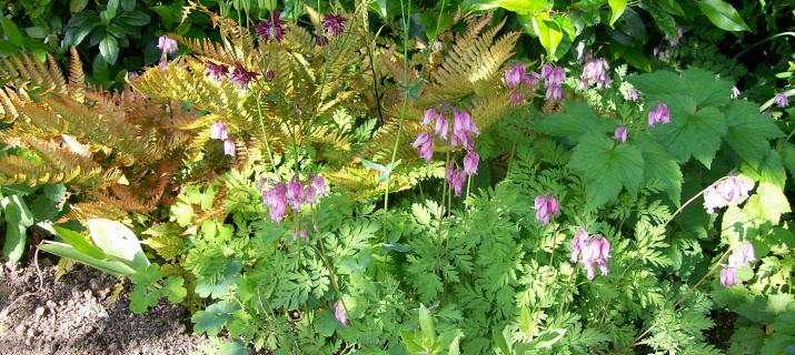 Dicentra formosa