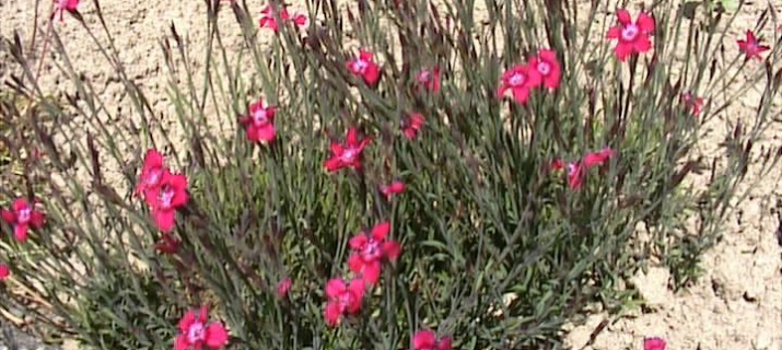 Dianthus Deltoides