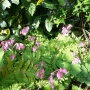 Dicentra formosa