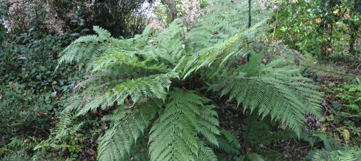 Dicksonia Antartica