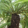 Dicksonia Antartica