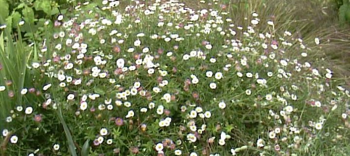 Erigeron