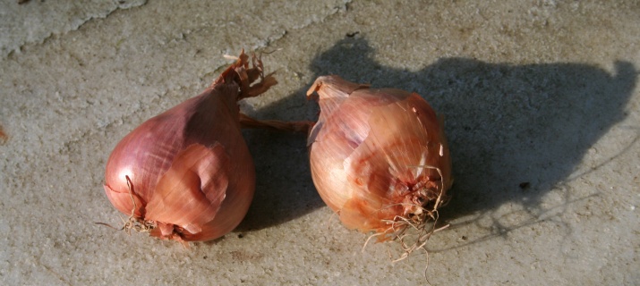 Allium ascalonicum (échalote)