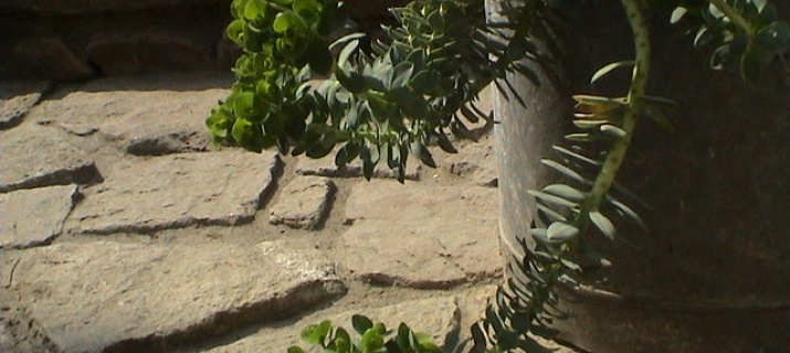 Euphorbia Myrsinite