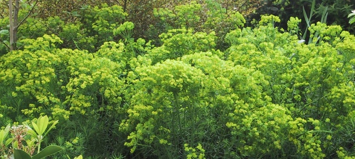 Euphorbia Cyparissias