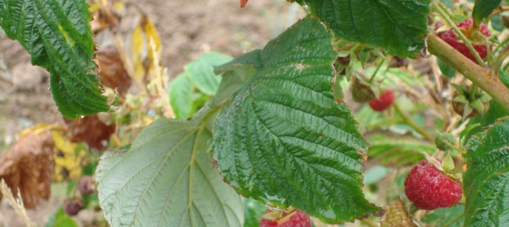 Rubus idaeus (framboisier)