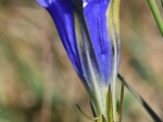 Conférence : Une histoire de la botanique à travers une vision amusante des plantes