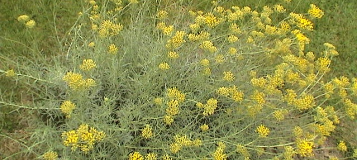Helicrysum