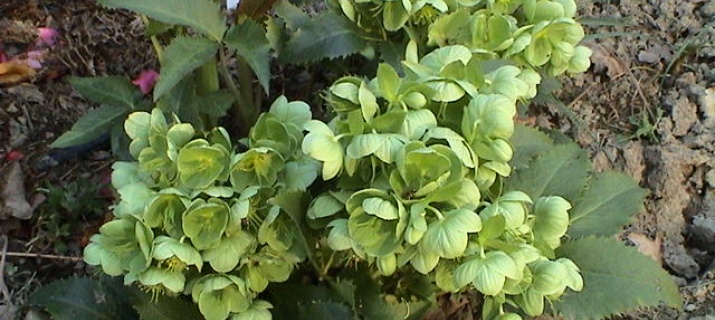 Hellebora corsica ou Helleborus Argutifolia