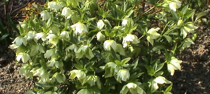 Hellebora orientalis