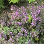 Lamium