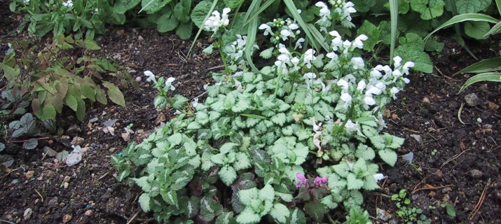 Lamium