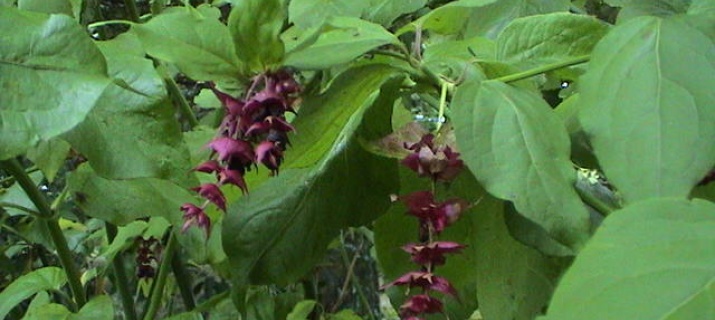 Leycesteria Formosa