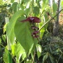 Leycesteria Formosa