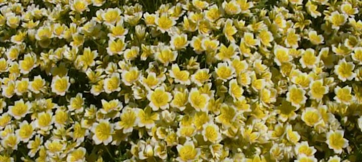 Limnanthes Douglasii