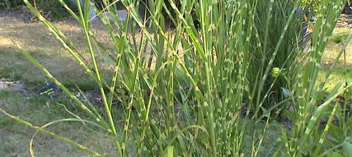 Miscanthus Sinensis 