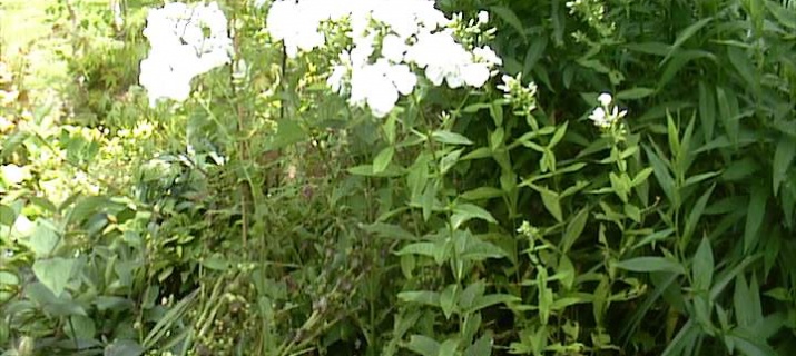 Phlox paniculata