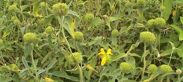 Phlomis fructicosa