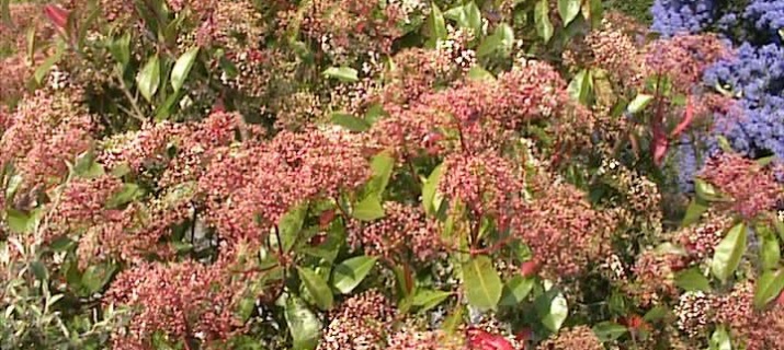 Photinia fraseri